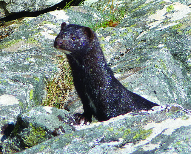 The mink is one of the most popular animals targeted for its fur.