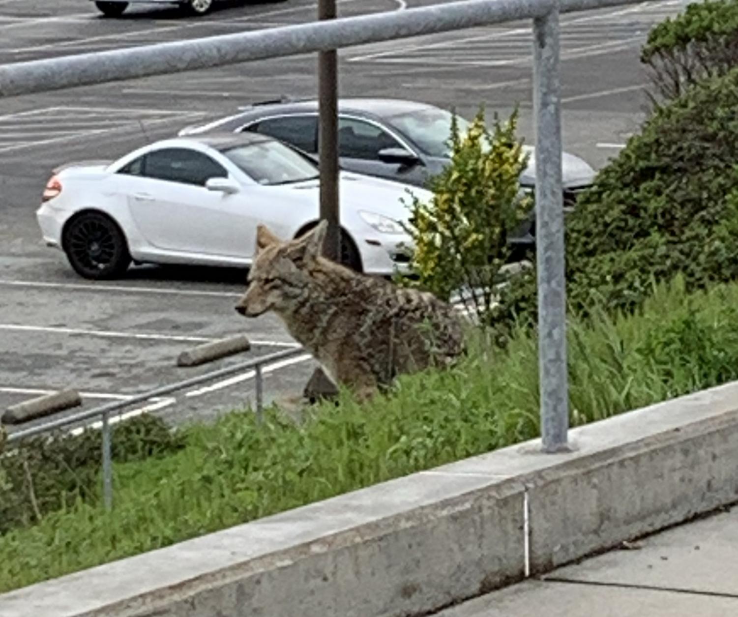 Coyotes are more visible in urban areas lately, like this one spotted near the Balboa Reservoir next to school this month.
