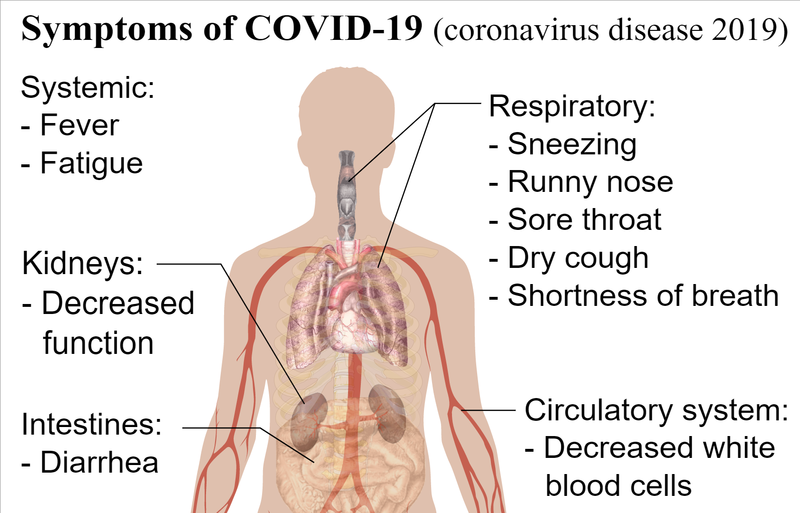 This diagram details the symptoms of COVID-19, which are similar to, but not the same as, the common flu. 