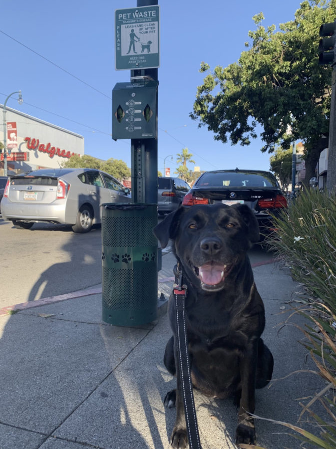 The reporter’s dog Sweetie poses in front of one of the new doggy bag dispensers for pet waste.