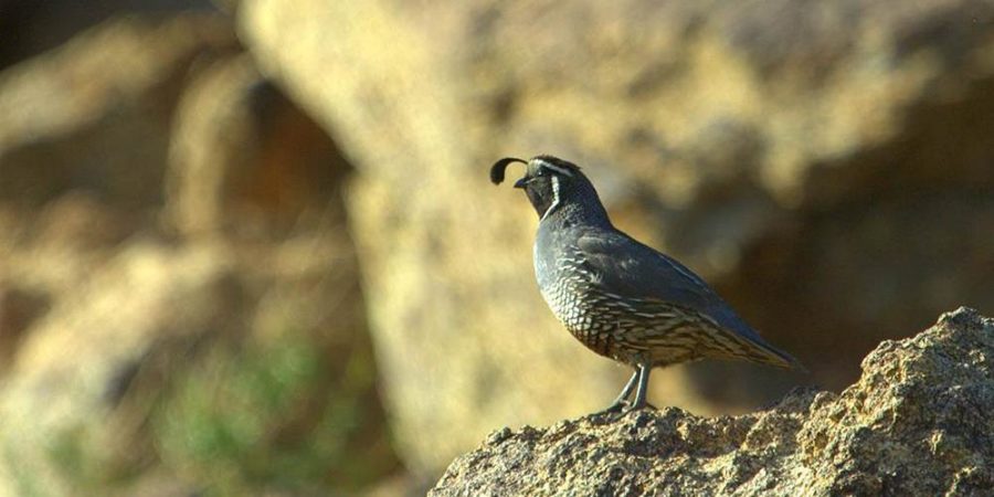Quails%2C+Californias+state+bird%2C+have+been+dwindling+in+population+because+of+loss+of+habitat+and+predators.+