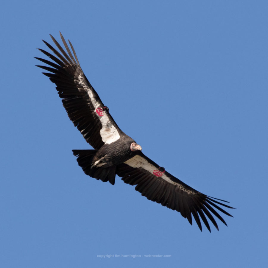 Condors return to Mount Diablo after 100 year absence