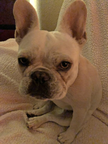 Lola, a French Bulldog, represents one of the most sought-after dog breeds by thieves.
