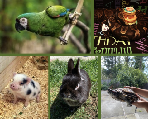 Members of the Riordan community are pet parents to unique animals such as a parrot, snake, turtle, rabbit, and pig.