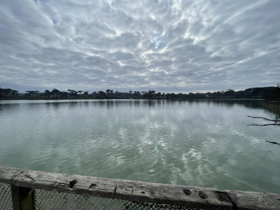Lake Merced, one of three natural, freshwater lakes in San Francisco, could see a brighter future with the help of non profit organizations who hope to restore the lake to its previous condition for people, flora, and fauna.