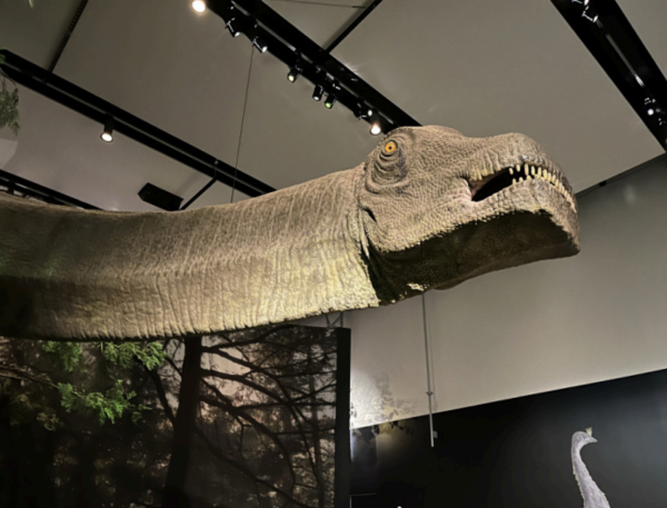 The head and neck of the 80-ton dinosaur Argentinosaurus huinculensis is mounted at the Academy of Science’s newest dinosaur exhibition.