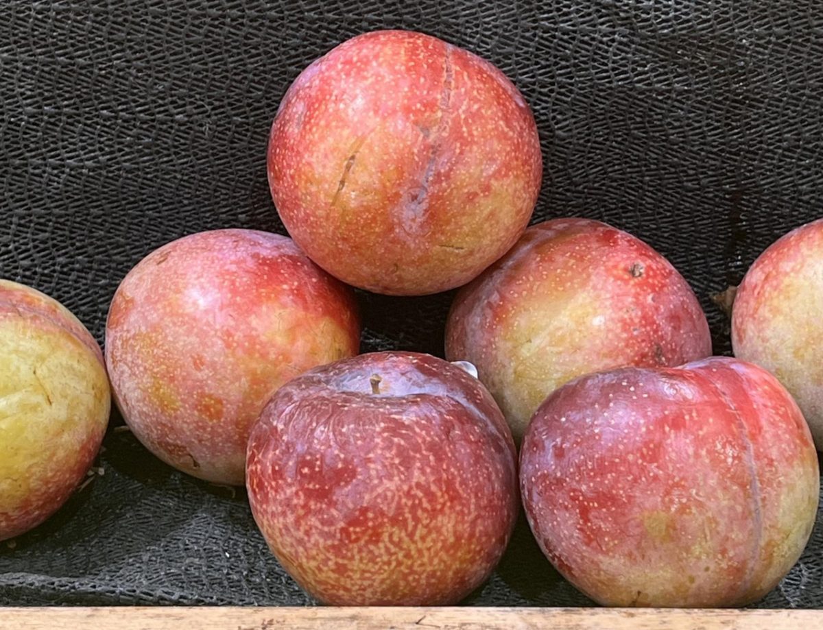 CDC advises people not to consume recalled fruits, such as peaches, nectarines, and plums. 