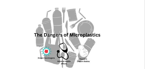 Consumption of microplastics creates major concerns