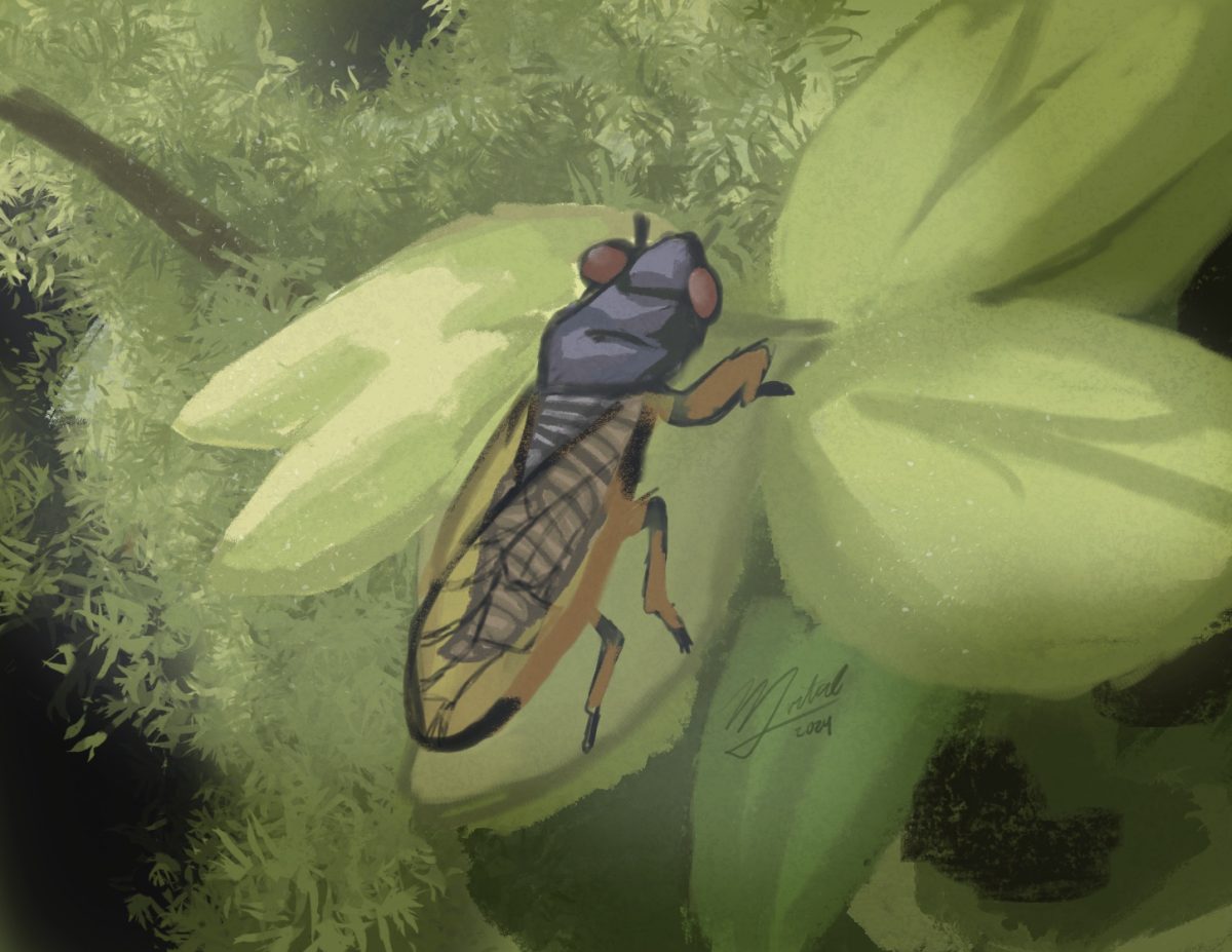 Cicada - The Crusader (Artwork)