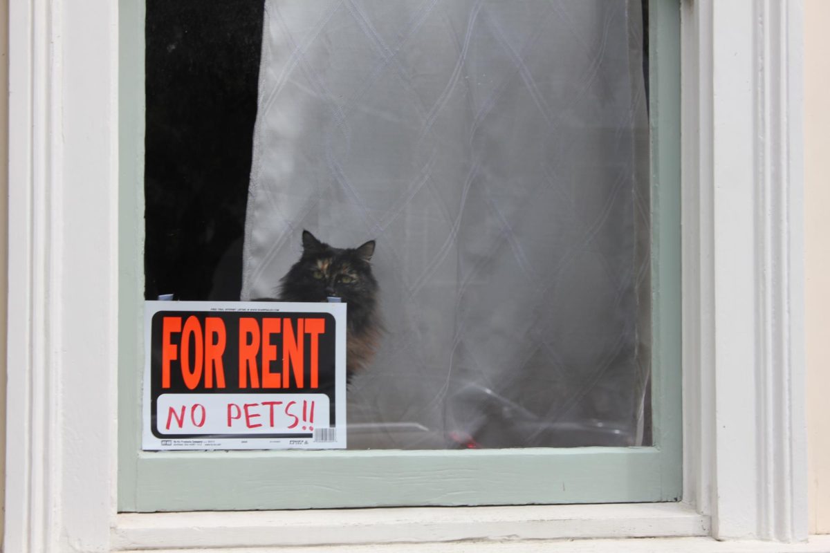 A cat peeks out from behind a 'No Pets' rental sign in San Francisco.