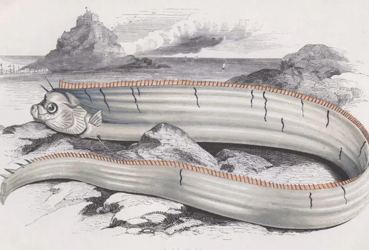 Artist’s interpretation of an oarfish, alleged by some to be omens of disaster.