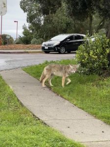 A coyote wanders on the sidewalk near City College of SF campus. 