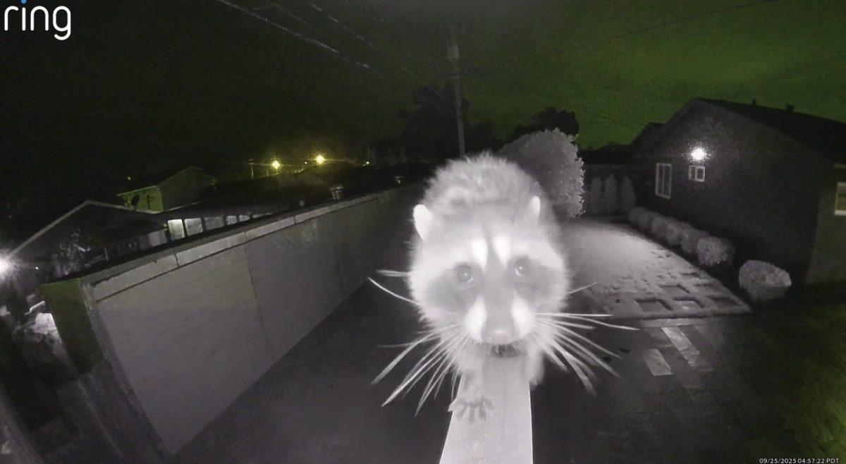 A raccoon visited a local neighborhood yard. 