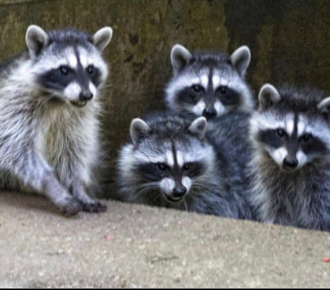 A family of raccoons makes its nightly visit in a San Francisco neighborhood.