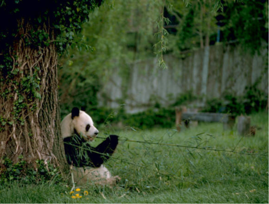 The giant panda's population has steadily increased through conservation and habitat restoration efforts.