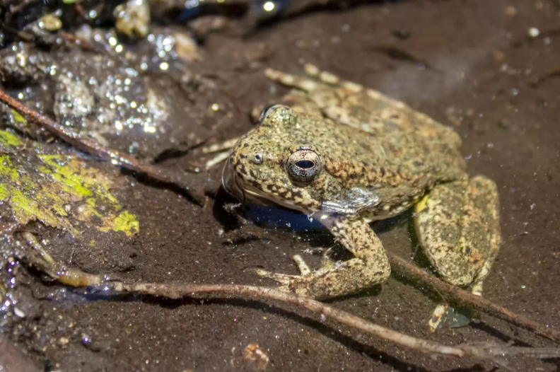 After decades of population decline caused by chytrid fungus, the yellow-legged frog is undergoing conservation and reintroduction efforts in California.