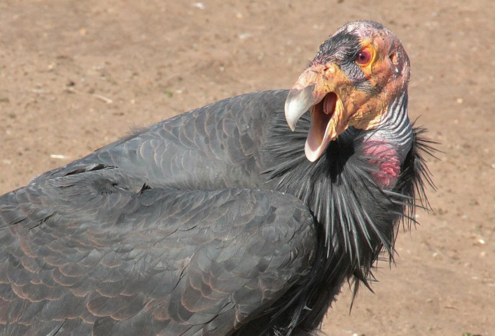 An adult California condor sports a huge wingspan adorned with black
feathers, an ivory-colored bill, and the species’ signature bald head and neck.