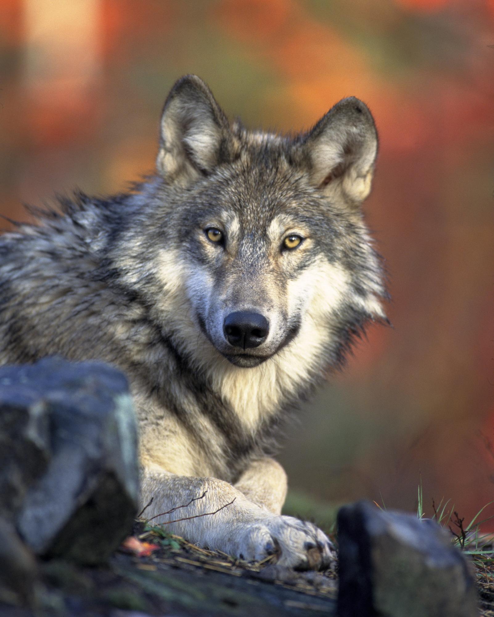 The gray wolf's silver coat was a rare sight to see in California before efforts were made by conservationists to bring back the species.