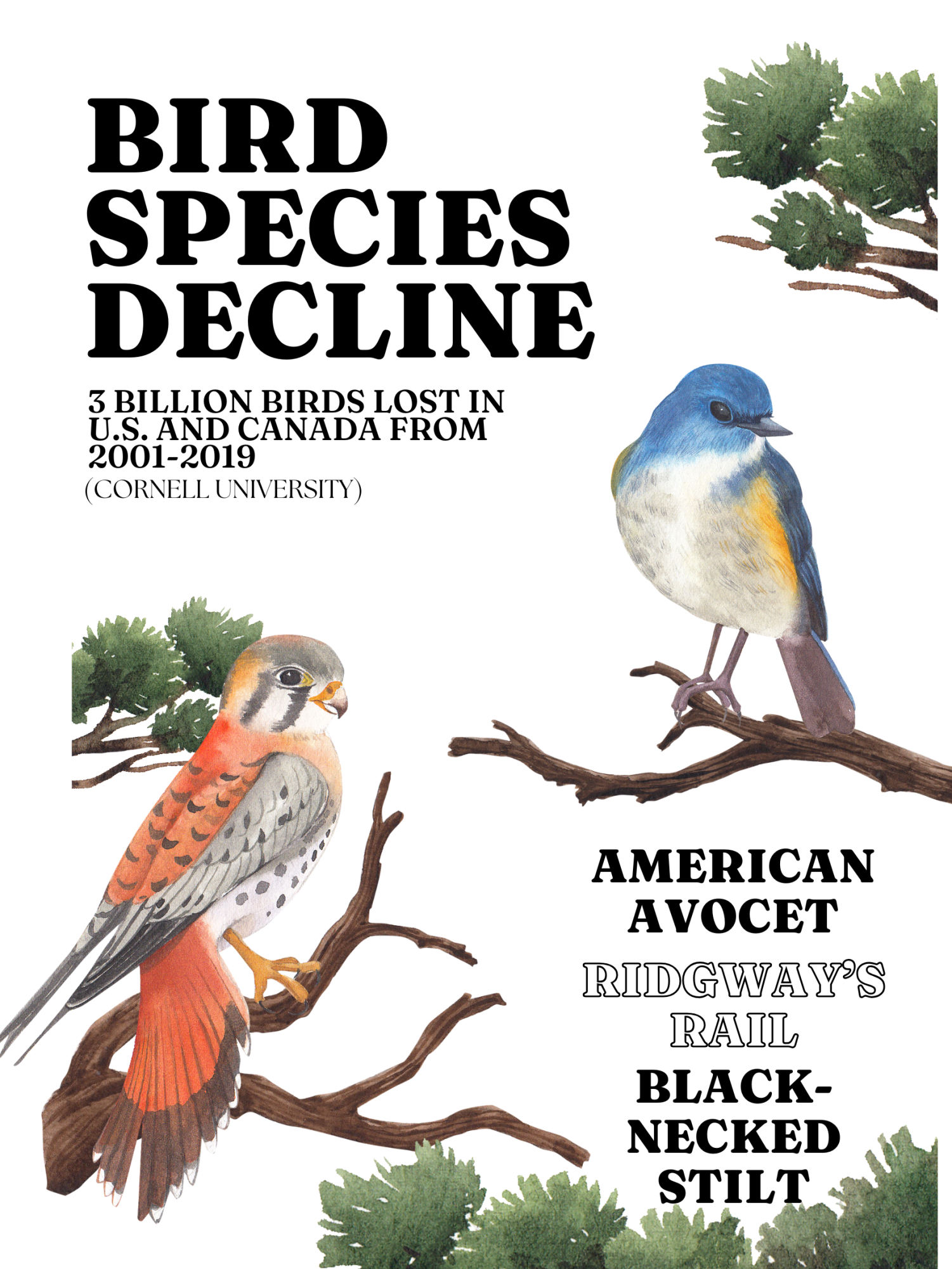 Bird species have significantly declined over the past six decades in America.